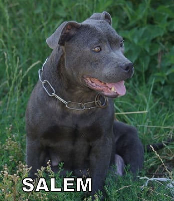 Étalon Staffordshire Bull Terrier - Salem (Sans Affixe)