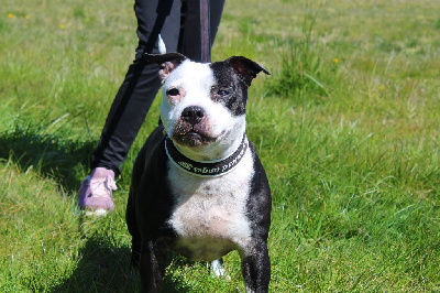 Étalon Staffordshire Bull Terrier - Izzy des Gray Mice des Graviers