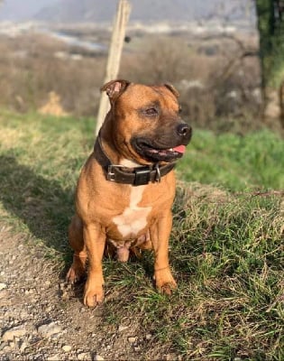 Étalon Staffordshire Bull Terrier - Mino (Sans Affixe)