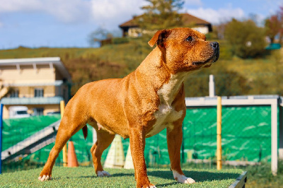 Étalon Staffordshire Bull Terrier - S'poir Des Centaures Du Mont Pelion