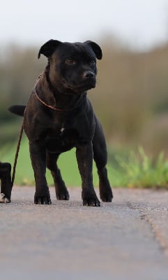 Étalon Staffordshire Bull Terrier - Reedjay Of The Warriors Red Skins