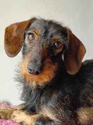 Tante suzanne Des Chasseurs Du Temps