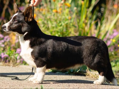 Étalon Welsh Corgi Cardigan - Team des Joyaux Des Ki Millacs