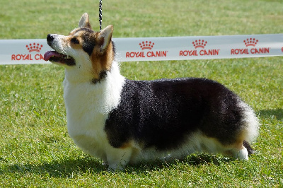 Étalon Welsh Corgi Pembroke - Sixtine De la vallée des noyeres