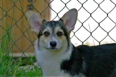 Étalon Welsh Corgi Pembroke - Cassandra (Sans Affixe)