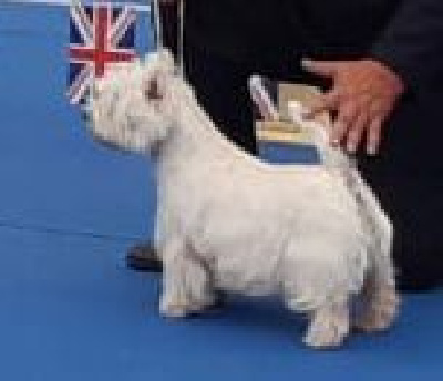 Étalon West Highland White Terrier - Twilight of White Thistle