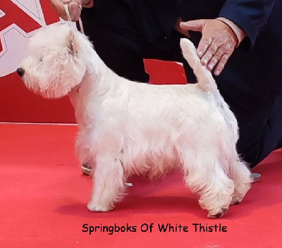 Étalon West Highland White Terrier - CH. Springboks of White Thistle