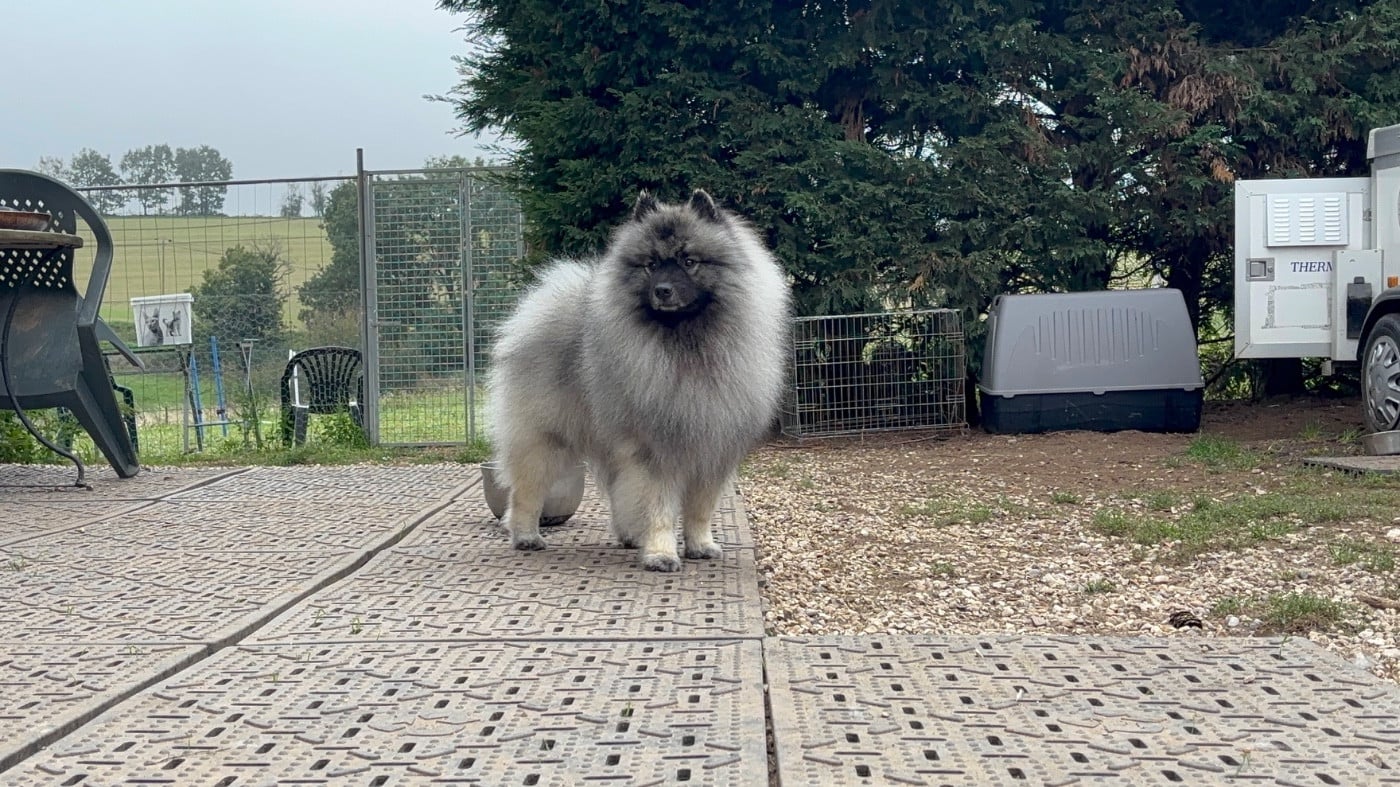 CH. Unicorn legend hades De La Lumière D'Héméra