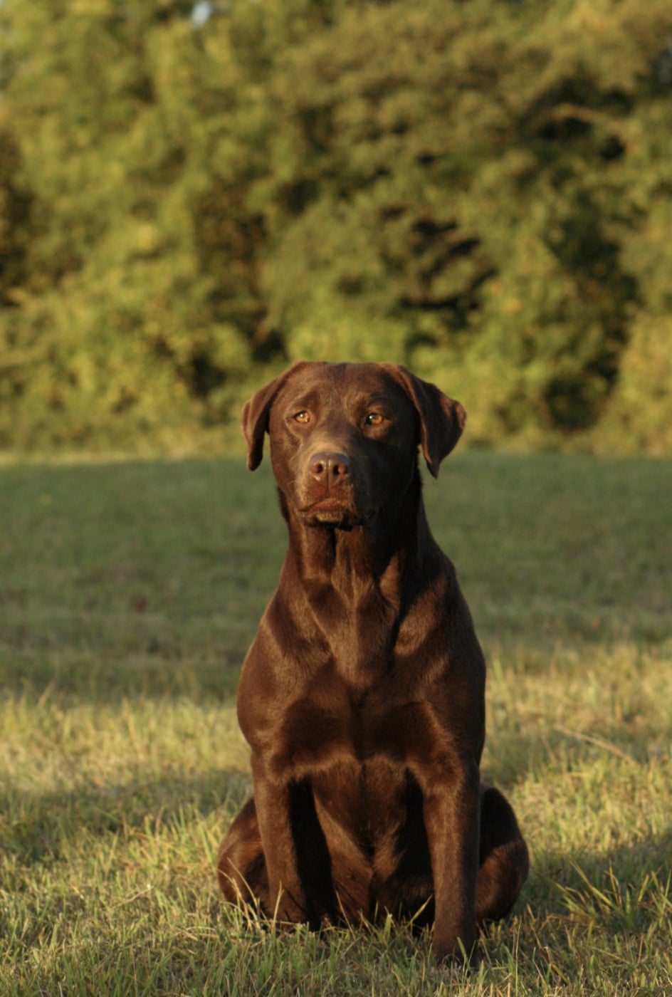 Publication : Du Domaine De Jusian