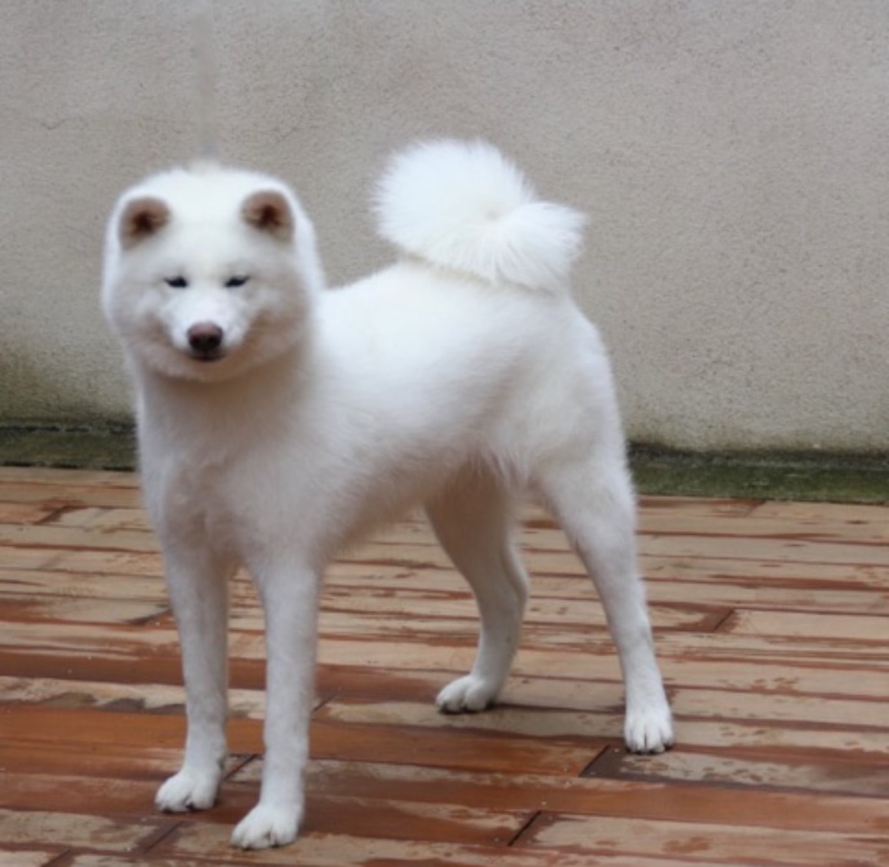 Publication : du Clos des Chtis Auteur : Team du clos des Chtis