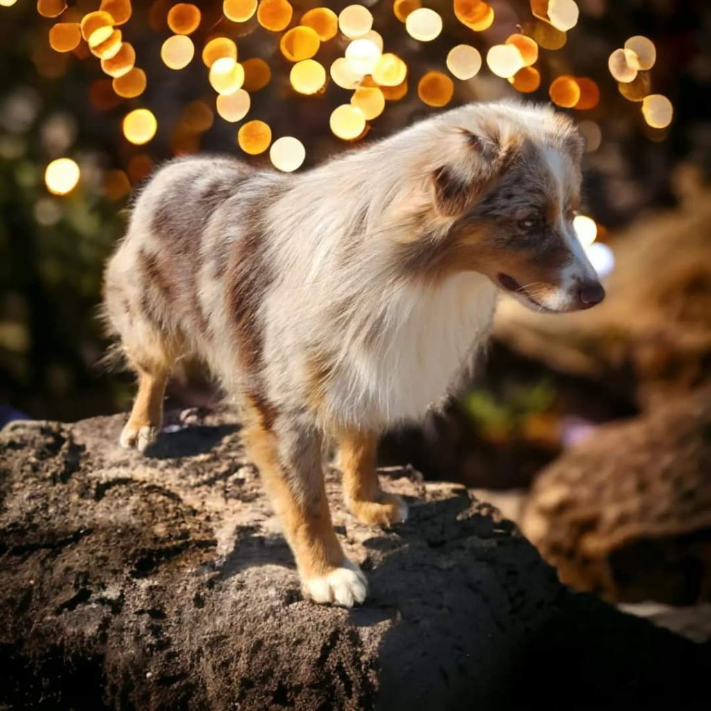 Ted baker Of Little Blue Stars