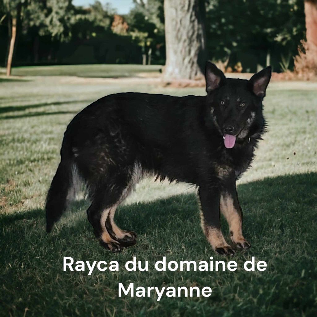 Publication : Du domaine de maryanne Auteur : PROD'HON Sylvain