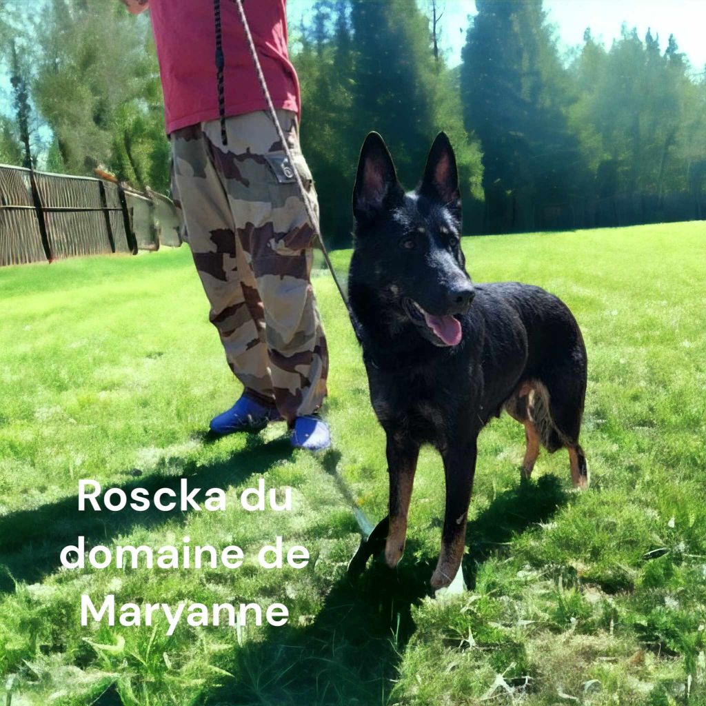 Publication : Du domaine de maryanne Auteur : PROD'HON Sylvain