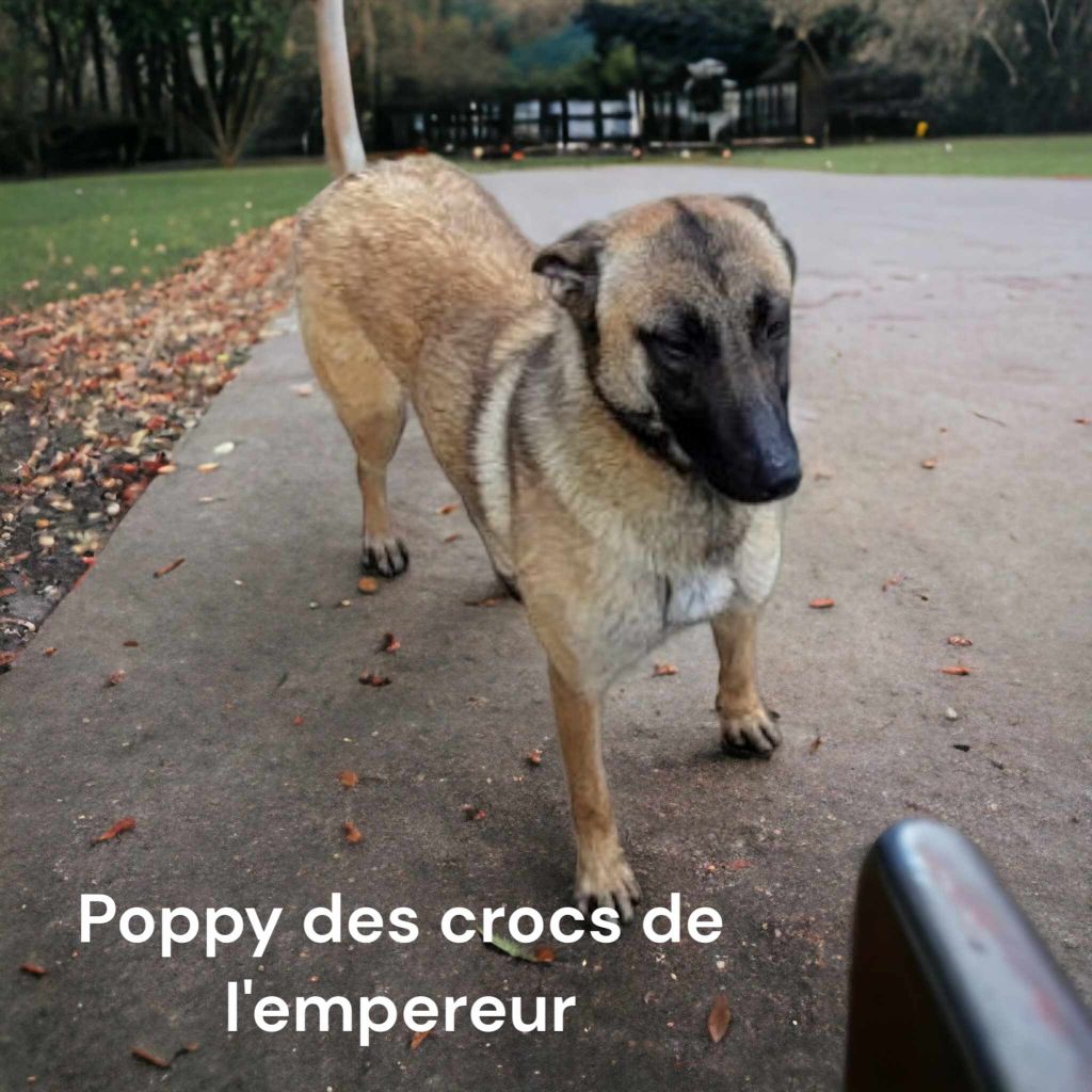 Poppy Des Crocs De L'empereur