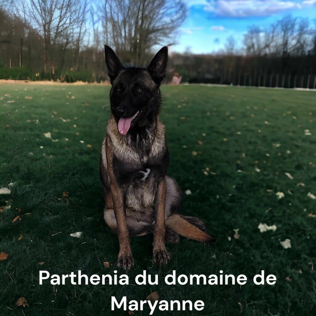 Parthenia Du domaine de maryanne