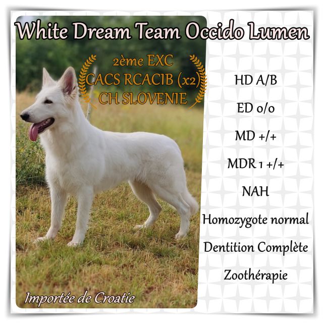 white dream team Occido lumen