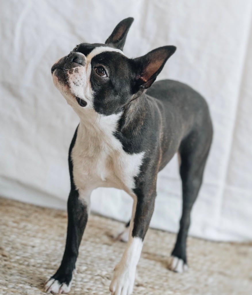 Publication : Des Ours Gris 