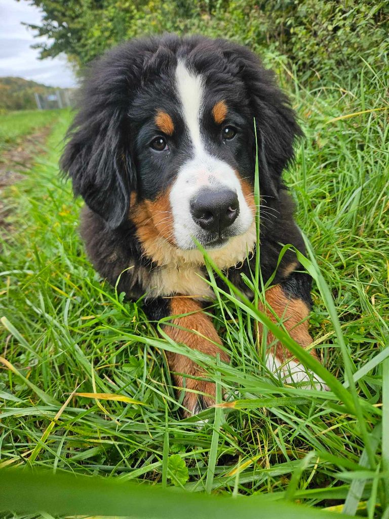 Publication : Lord Of Berners Auteur : Manuel Kermane