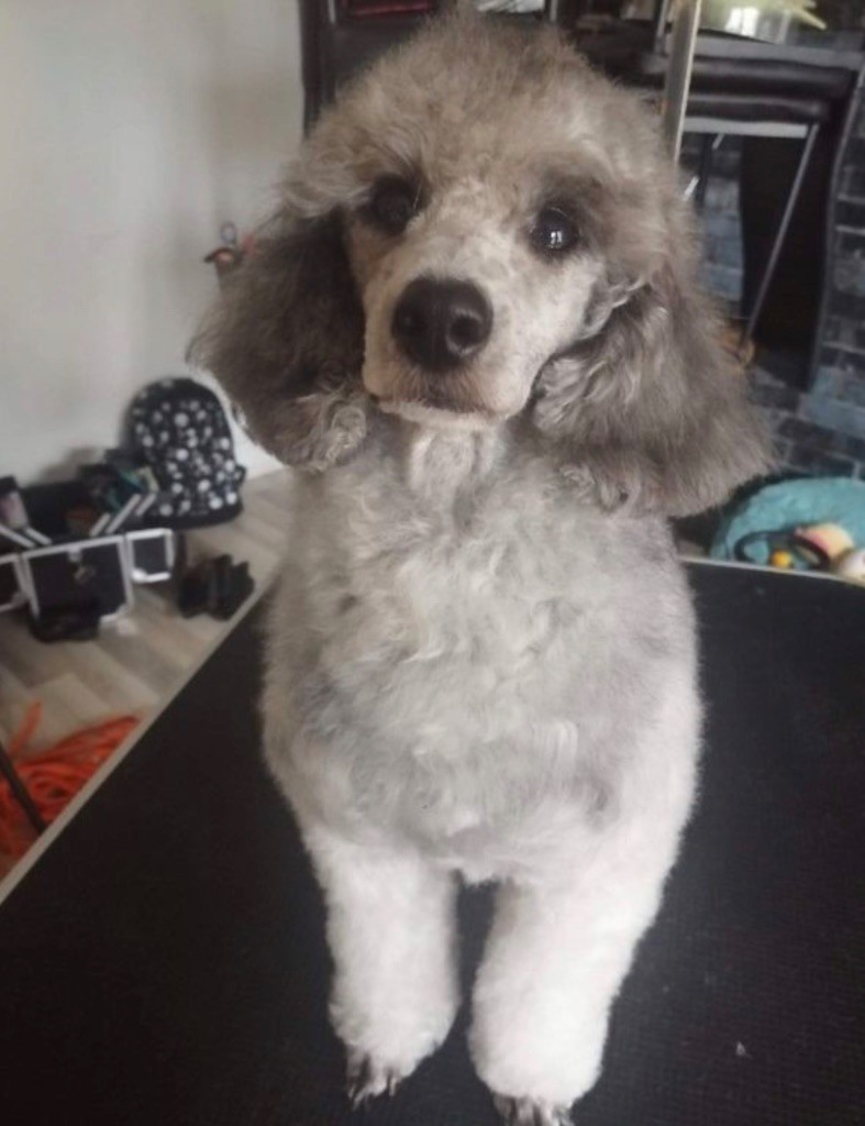 Publication : Zadatis