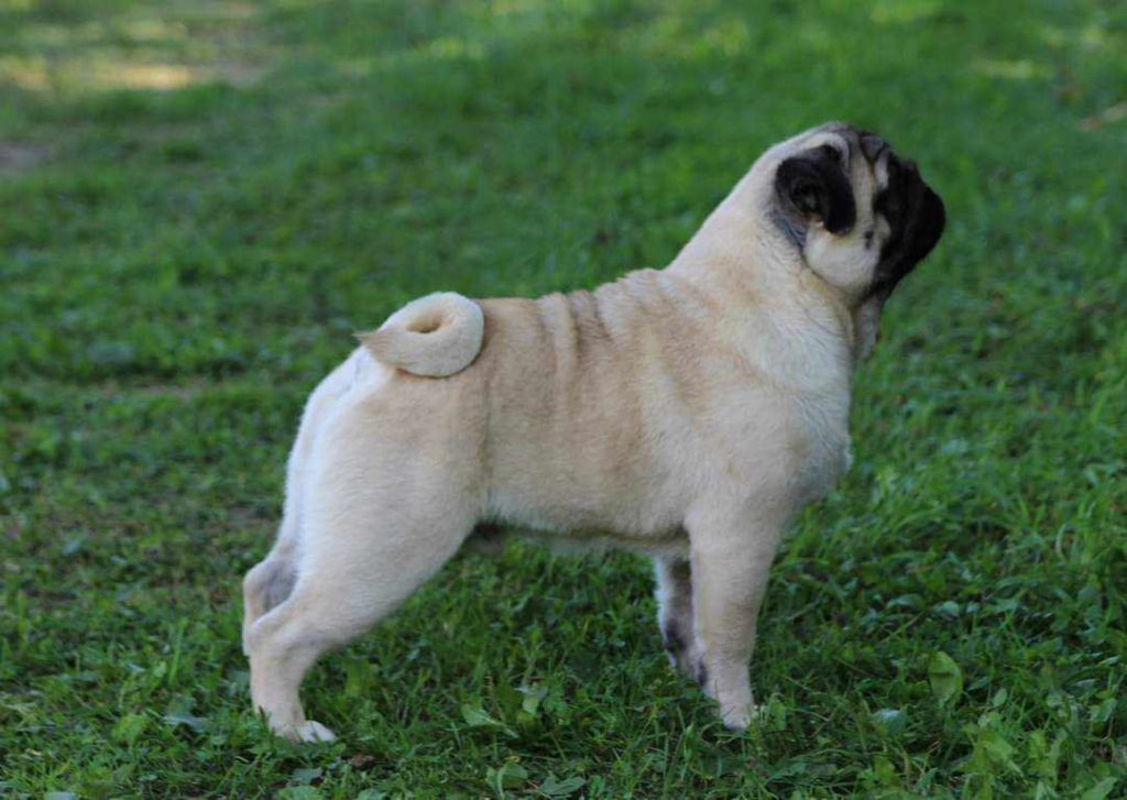 CH. mianda's Chip off the block