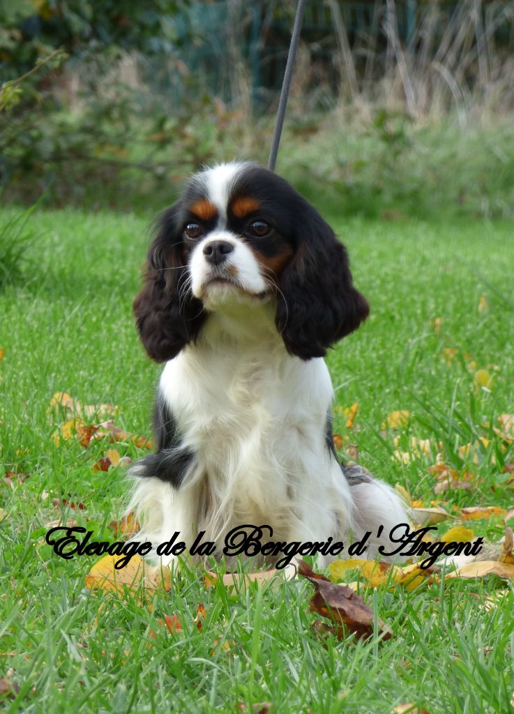 Publication : de la bergerie d'argent 