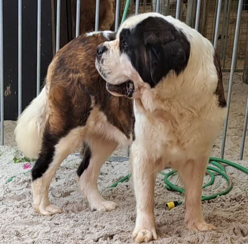 Publication : de la vallée de l'hogmiau 