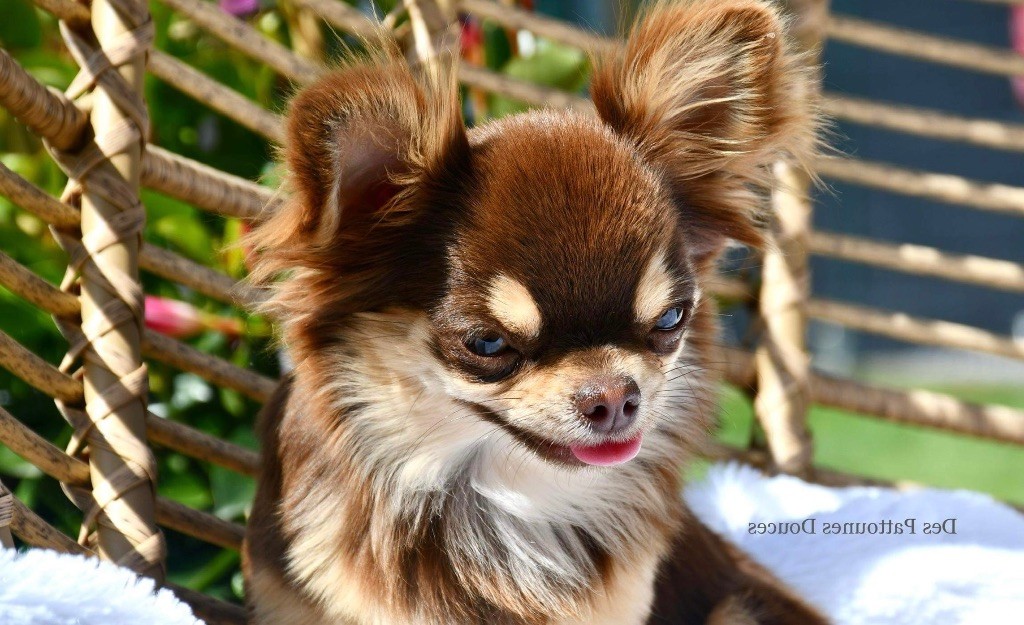 Publication : Des Pattounes Douces