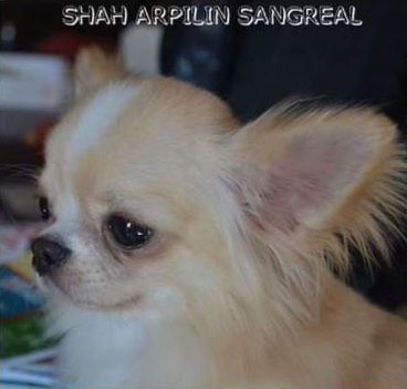 shah arpilin Sangreal