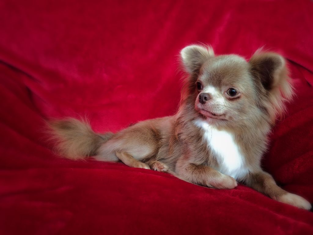 Publication : Du Repère Des Poilus 