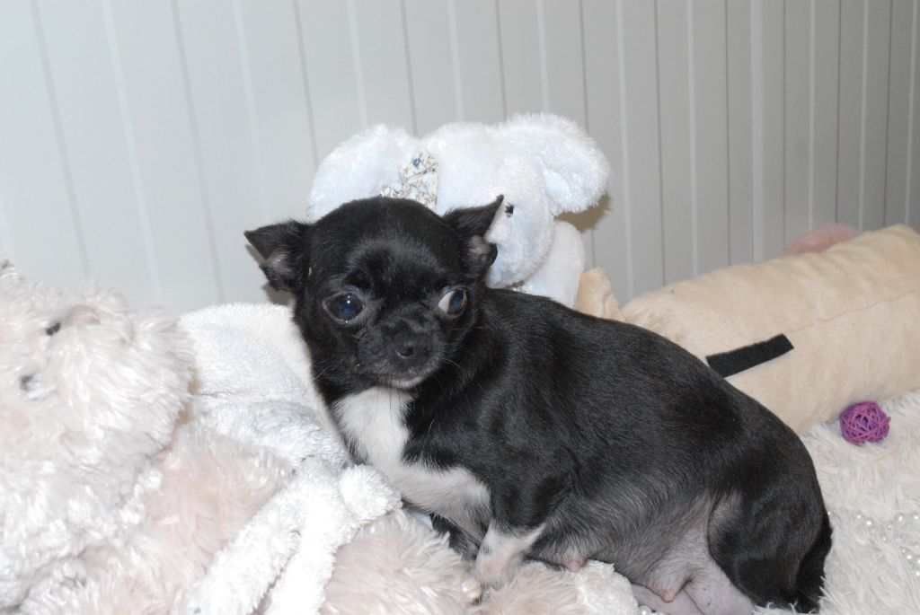 Publication : Just Phantom 