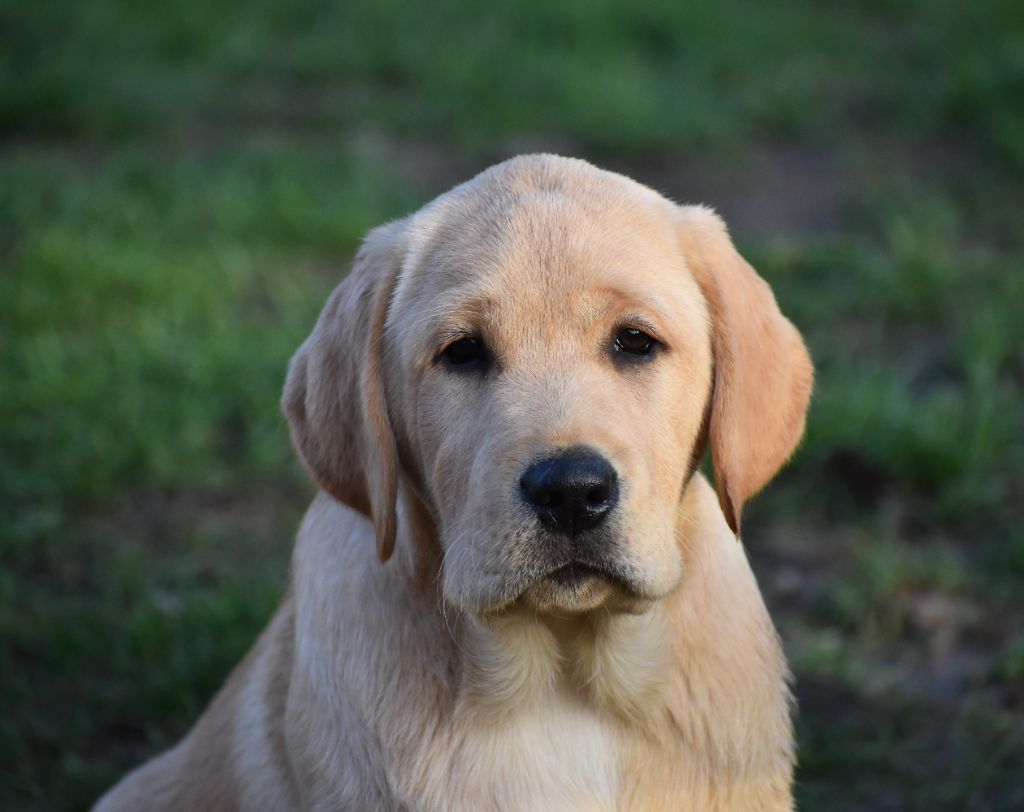 Publication : Du Moulin Sault