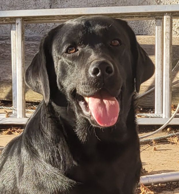 Publication : Des terres sacrees Auteur : CHRISTELLE WOIVRE