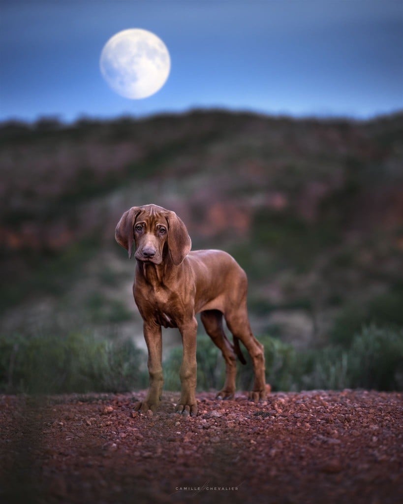 Publication : Of Lil' Toffee Auteur : Camille Chevalier