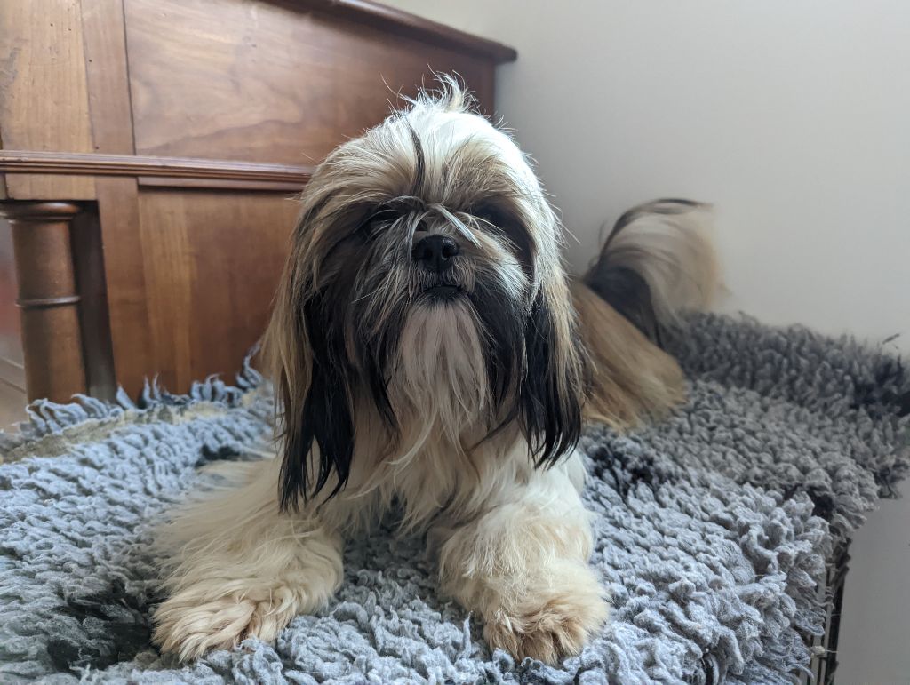 Publication : Des Fleurs De Shanghai 