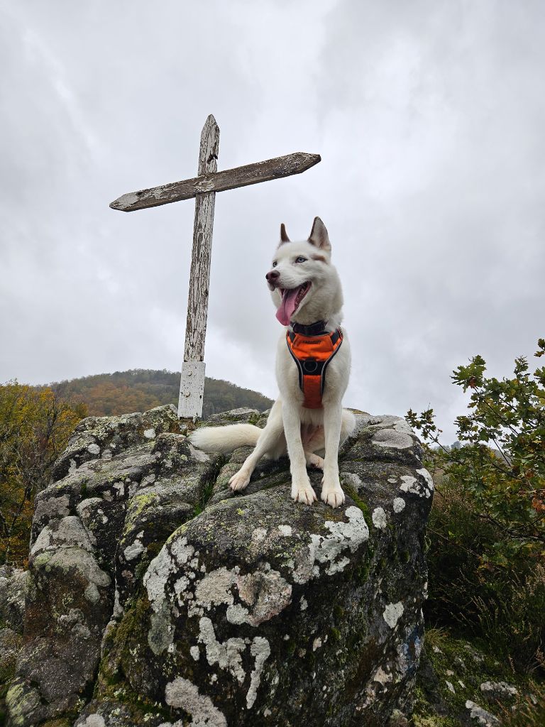 Publication : De La Comte Tomasserie