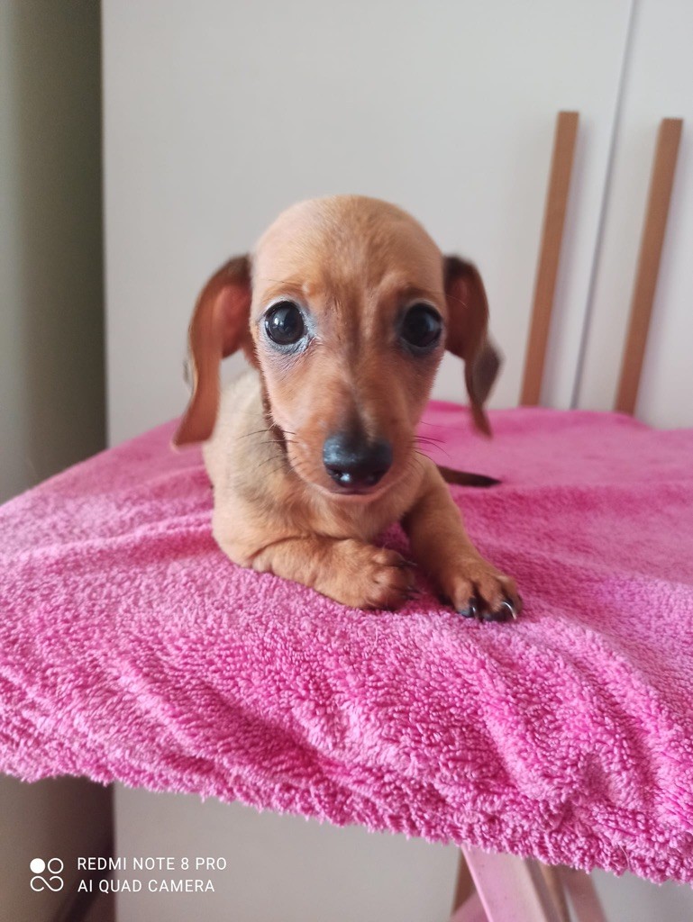 Publication : Dei Bordigotti 