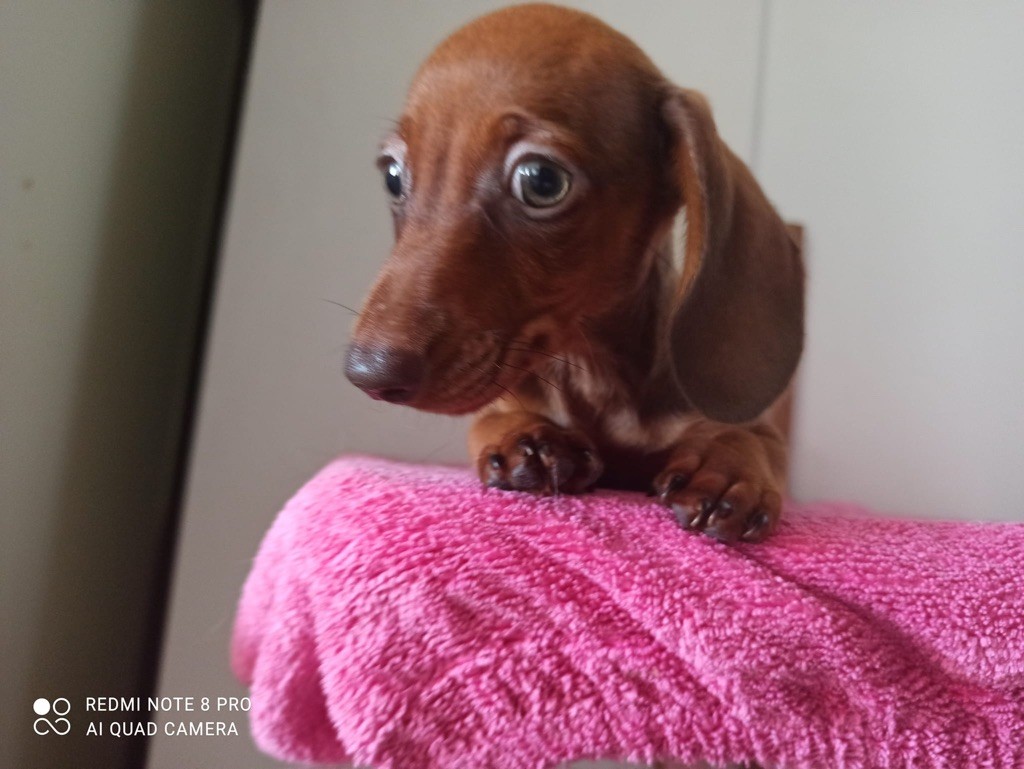 Publication : Dei Bordigotti 