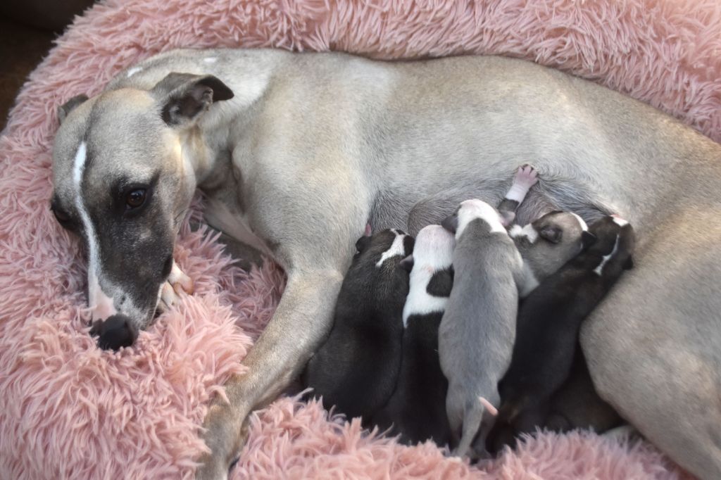 Publication : Des Filles D'eole Auteur : Filles d'Eole