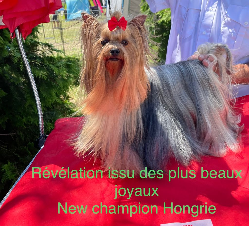 Publication : Issu Des Plus Beaux Joyaux 