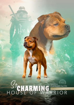 Étalon Staffordshire Bull Terrier - So charming House Of Warrior