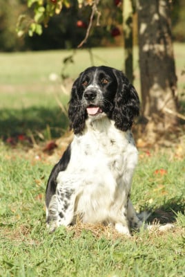 Étalon English Springer Spaniel - Sybelle (Sans Affixe)