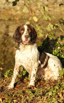 Étalon English Springer Spaniel - Only De beaudribos
