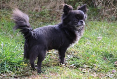 Étalon Chihuahua - Urielle des Terres de la Faisanderie