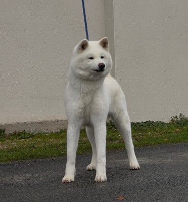 Étalon Akita - CH. T ' Yuu yuu -go du Clos des Chtis