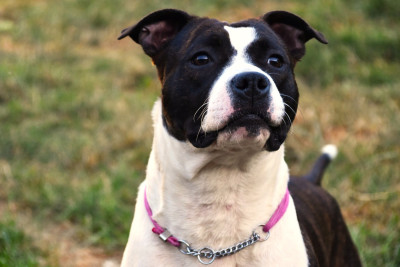 Étalon American Staffordshire Terrier - Lechis Until the reign of kenna