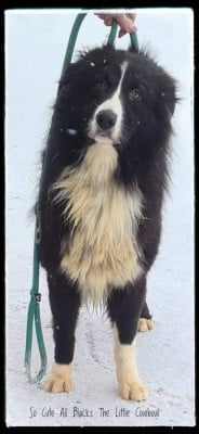 Étalon Berger Australien - So cute all blacks Little Cowboy