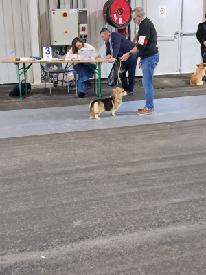 Étalon Welsh Corgi Pembroke - Starmania de la Ferme du Rotour