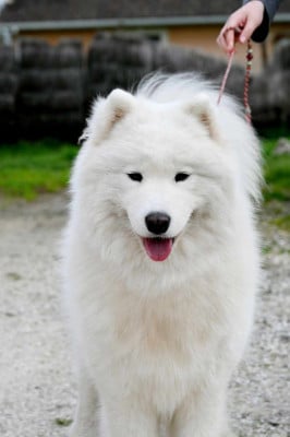 Étalon Samoyède - CH. True love topaze boschi vecchi