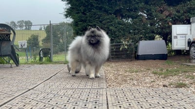 image de Unicorn legend hades