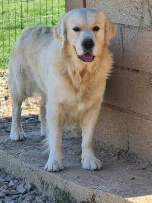 Étalon Golden Retriever - Tokyo Du Clos De Compostelle